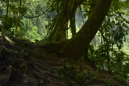 Asian tropical rainforestの写真素材