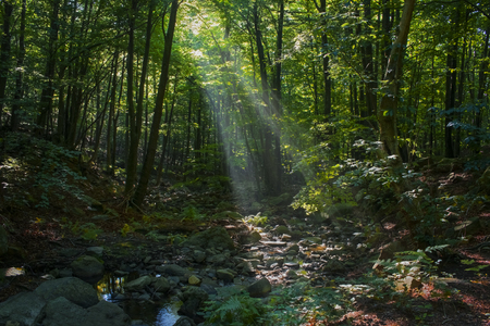 Asian tropical rainforestの写真素材