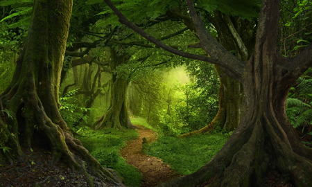 Asian tropical rainforestの写真素材