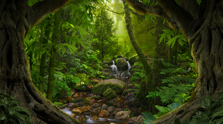 Asian tropical rainforestの写真素材