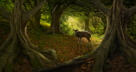 Asian tropical rainforestの写真素材