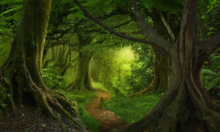 Asian tropical rainforestの写真素材