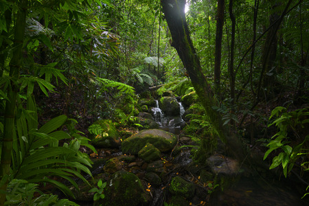 Asian tropical rainforestの写真素材