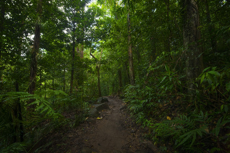Asian tropical rainforestの写真素材