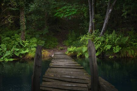 Deep rain forest in Augustの写真素材