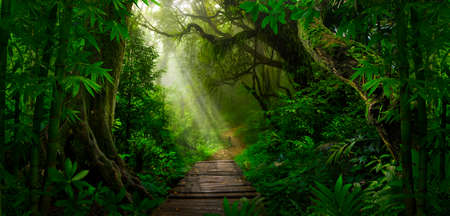 Tropical jungles of Southeast Asia in Augustの写真素材
