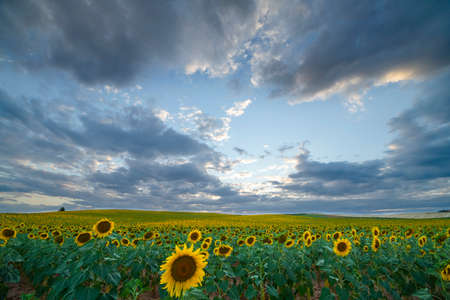 Huge field of sunflowers at sunsetの写真素材