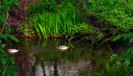 Pond in the jungle with wild ducksの写真素材