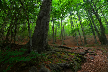Tropical jungles of Southeast Asia