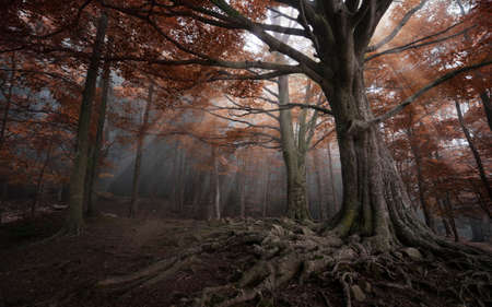 forest in autumn with fogの写真素材