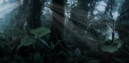 Tropical rainforest with sunbeams in the morning.