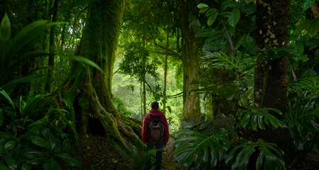Hiker in the rainforest at Doi Inthanon National Park, Chiang Mai, Thailandの写真素材