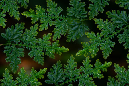 Green leaves of a fern with water drops on a black backgroundの写真素材