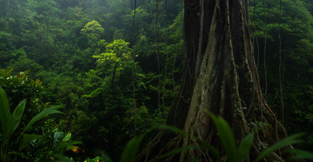 Tree in the rainforest of Sumatra, Indonesia, Asia.
