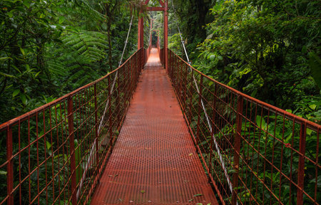 Red steel suspension bridge in deep forest, Central Americaの写真素材
