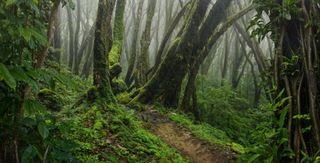 Hiking trail in tropical rainforest. Panoramic view of the jungle.