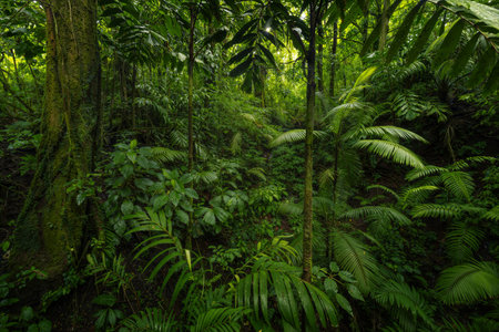 Tropical rainforest in Costa Rica, Central America. Rainforest landscape.の写真素材