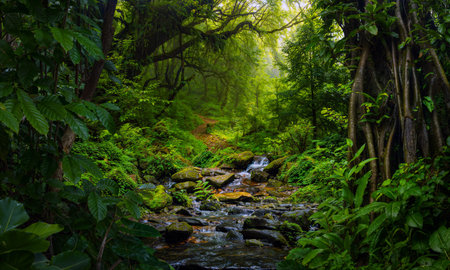 Stream in the rainforest of Nepal