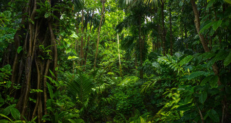 Tropical rainforest in Costa Rica - nature and environment background