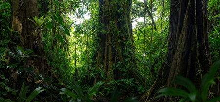 tropical rainforest in Costa Rica, Central America, Central America