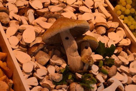 Mushroomの写真素材