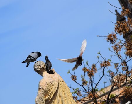 birds having funの写真素材