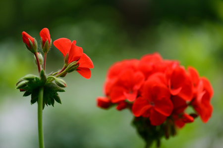 young blossomの写真素材