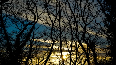 silhouetted treesの写真素材