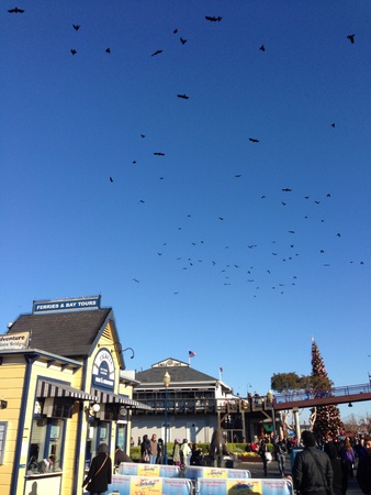Birds flying over Pier 39 San Francisco の素材