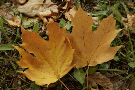 foliage