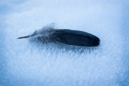 Bird`s feather on the snowの写真素材
