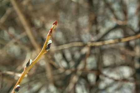 Green branch with buds at spring sunny day closeup, background, textplaceの写真素材