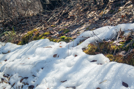 Melting snow with green moss and last year leaves at sunlightの写真素材