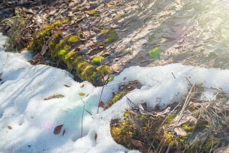 Melting snow with green moss and last year leaves at sunlightの写真素材