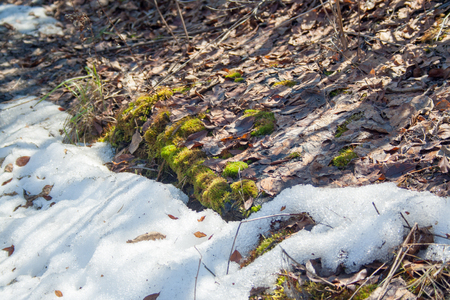 Melting snow with green moss and last year leaves at sunlightの写真素材