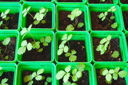 Green sprouts of young strawberry in dirty potsの写真素材