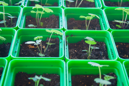 Green sprouts of young strawberry in dirty potsの写真素材