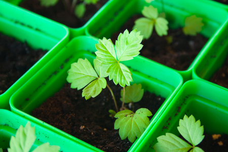 Green sprouts of young strawberry in dirty potsの写真素材