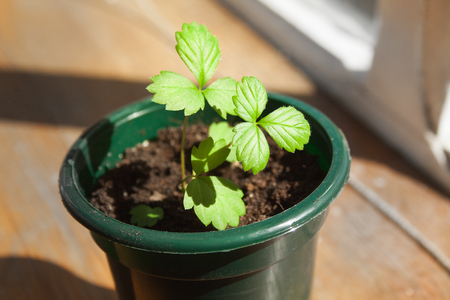 Green sprouts of young strawberry in dirty pot sunlitの写真素材
