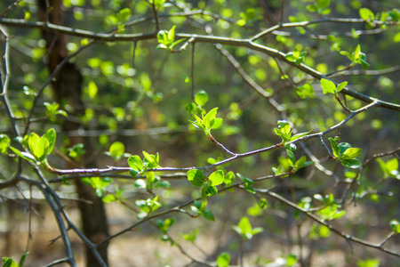 Green branches on sunny day in the forestの写真素材
