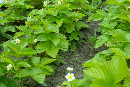 Green strawberry bushes in the flowering periodの写真素材