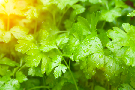 Green fresh parsley leaves with raindropsの写真素材