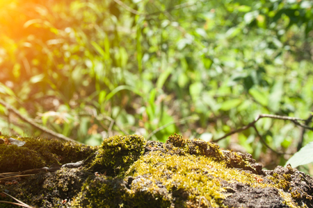 Green moss on a fallen tree tree on a sunny day in the forestの写真素材