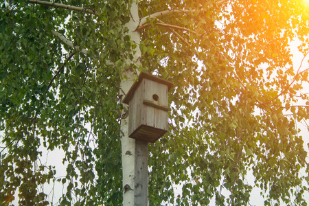 An old hand-made bird feeder on a birch treeの写真素材