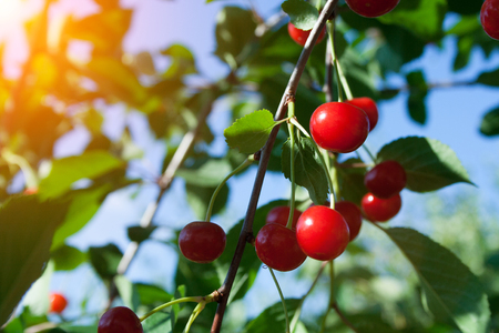 Bunch of cherry on branch on sunny dayの写真素材