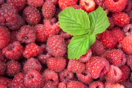 Green leaf of raspberry on heap of raspberriesの写真素材