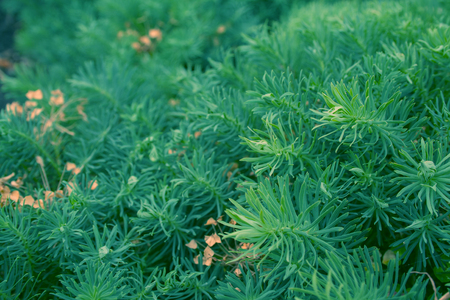A green decorative grass called euphorbia cyparissias background tonedの写真素材