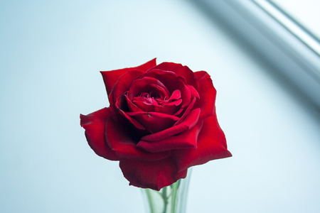 Red beautyful rose on white background close upの写真素材