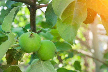 Unripe green apples on branch on sunny dayの写真素材