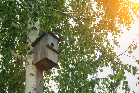 An old hand-made bird feeder on a birch treeの写真素材